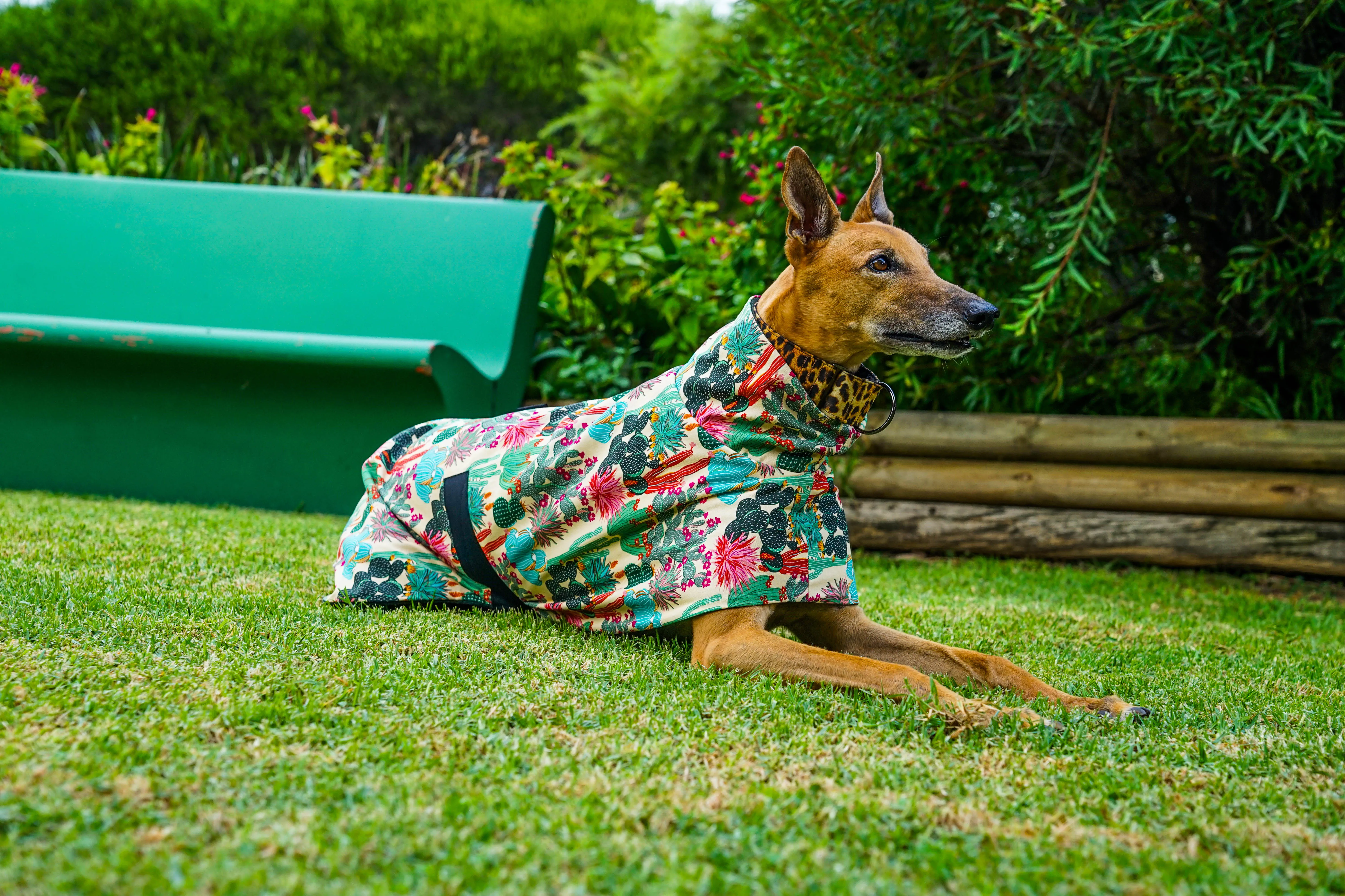 Our cool cactus cotton sports